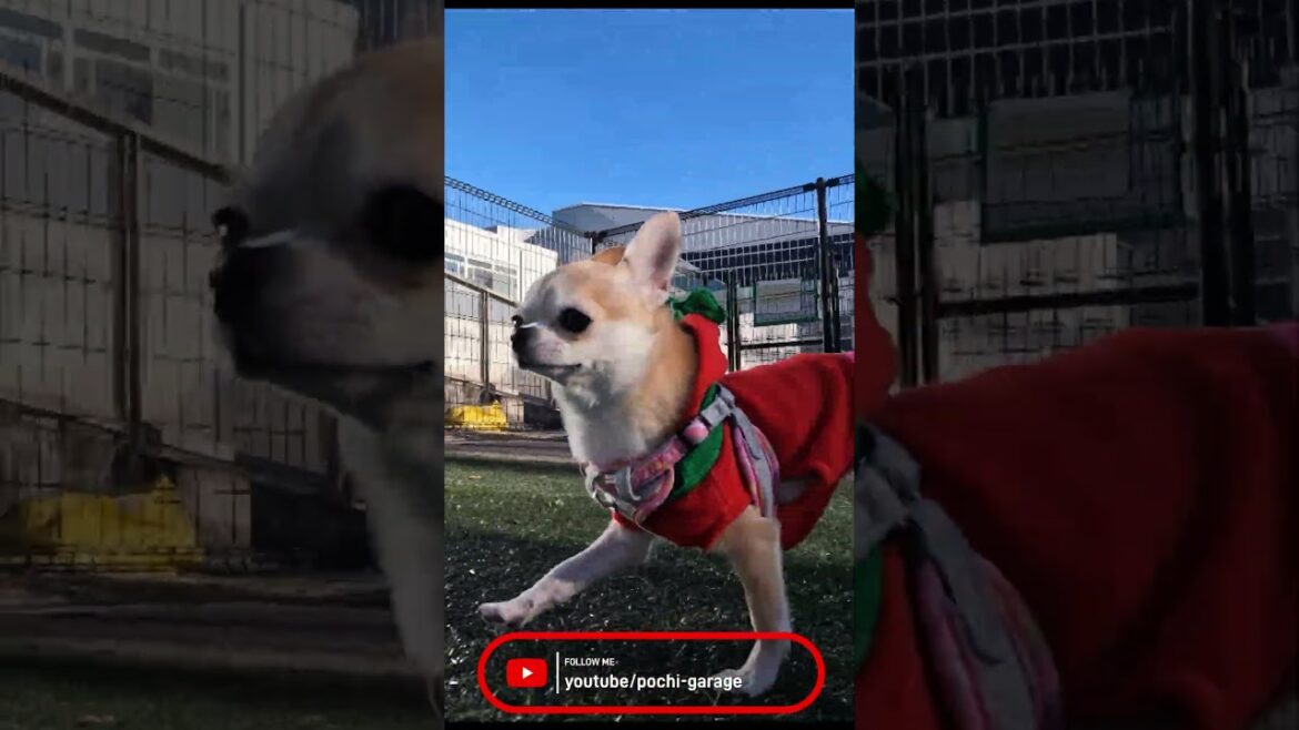 スムースコートチワワ 3年前のきな子ちゃん@東名 足柄SA下りドッグラン #Shorts #dog