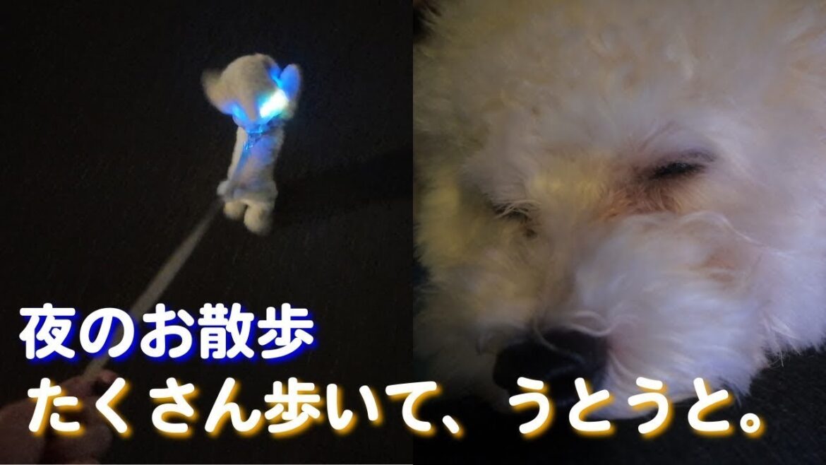 トイプードル 夜のお散歩Vlog | うとうと寝ちゃう癒し時間