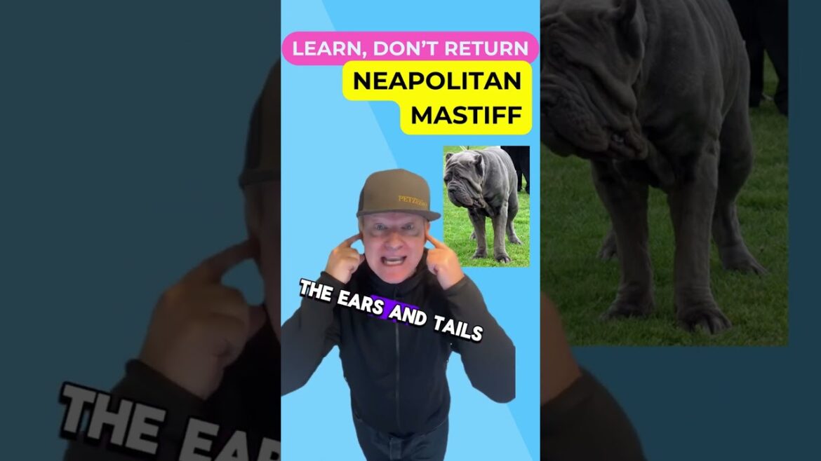 The Lifespan and Care of a Neapolitan Mastiff #petzpaws #learndontreturn #neapolitanmastiff#dogbreed