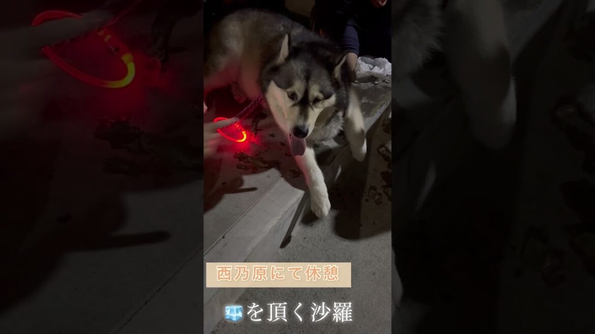 沙羅の夏散歩🐾 #アラスカンマラミュート #アラスカンマラミュート沙羅# #alaskanmalamutesara #alaskanmalamute #可愛い #沙羅の日常 #超大型犬