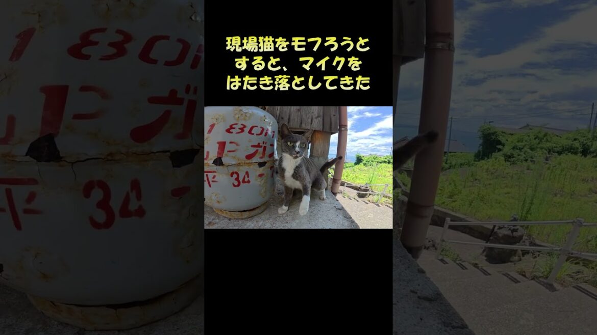 現場猫をモフろうとすると、マイクをはたき落としてきた #猫 #ねこ #cat 現場猫をモフろうとすると、マイクをはたき落としてきた #猫 #ねこ #cat