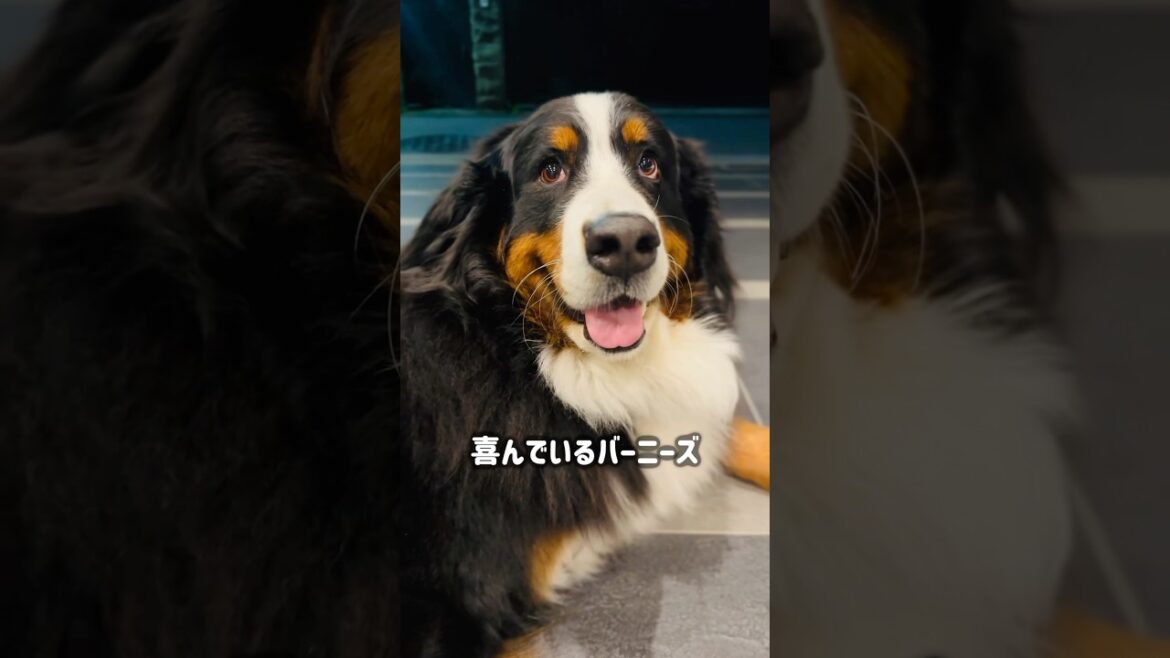 言葉はいらない⁉️表情でわかるバーニーズの気分🐾