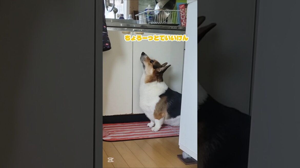 天気を当てる食いしん坊#コーギー#コーギー犬#コーギーのいる暮らし#corgi#corgilife#shorts