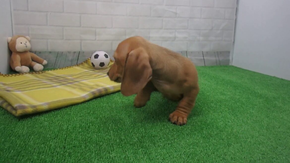 431166 Ｍ・ダックスフンド（スムースヘアー）