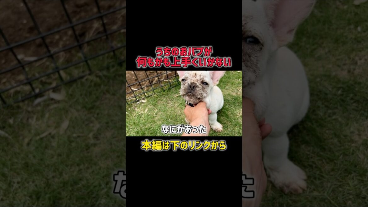 うちのおバブが絶不調すぎる#フレンチブルドッグ #フレブル #フレブル子犬 #犬のいる暮らし #犬動画 #おもしろ犬動画 #癒し犬 #多頭飼い #犬社会 #かわいい犬