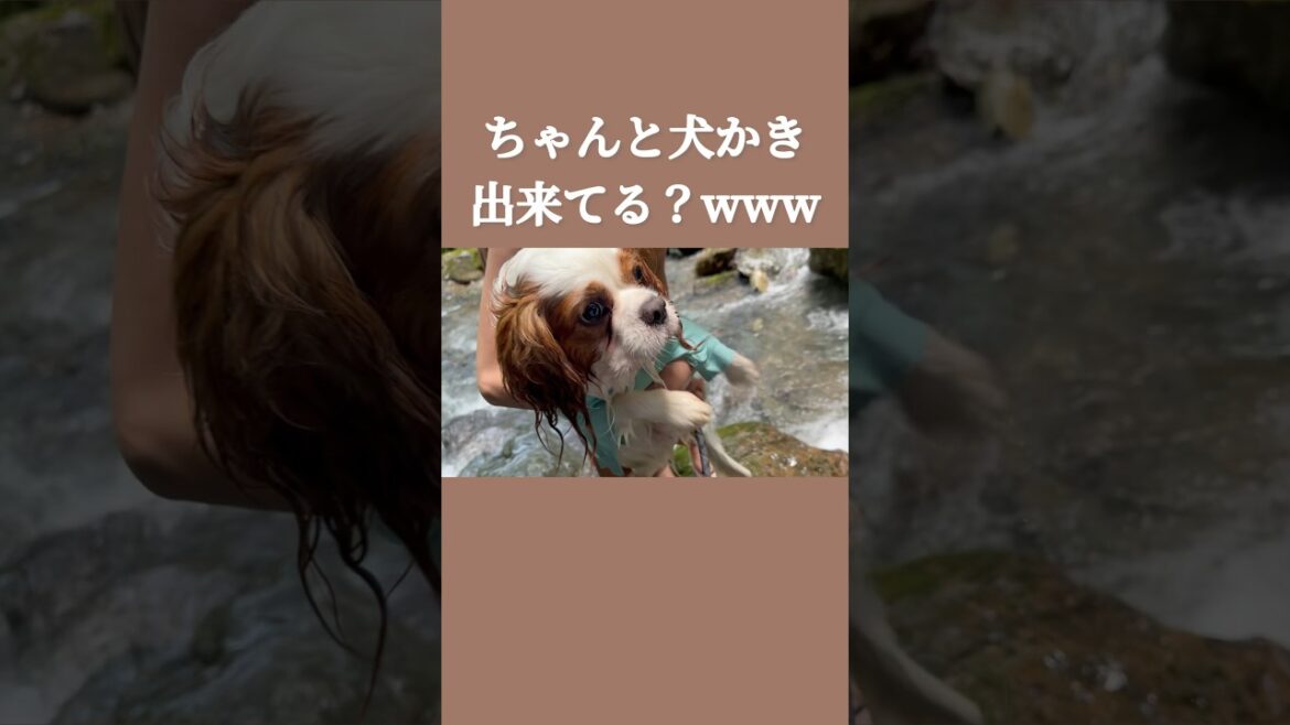 自慢の犬かきを永遠と披露するキャバリア犬ww #shorts
