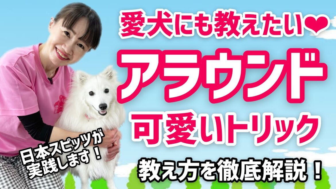 【犬の芸】実録・超絶かわいい♡日本スピッツ・りりちゃんのトリック「アラウンド」