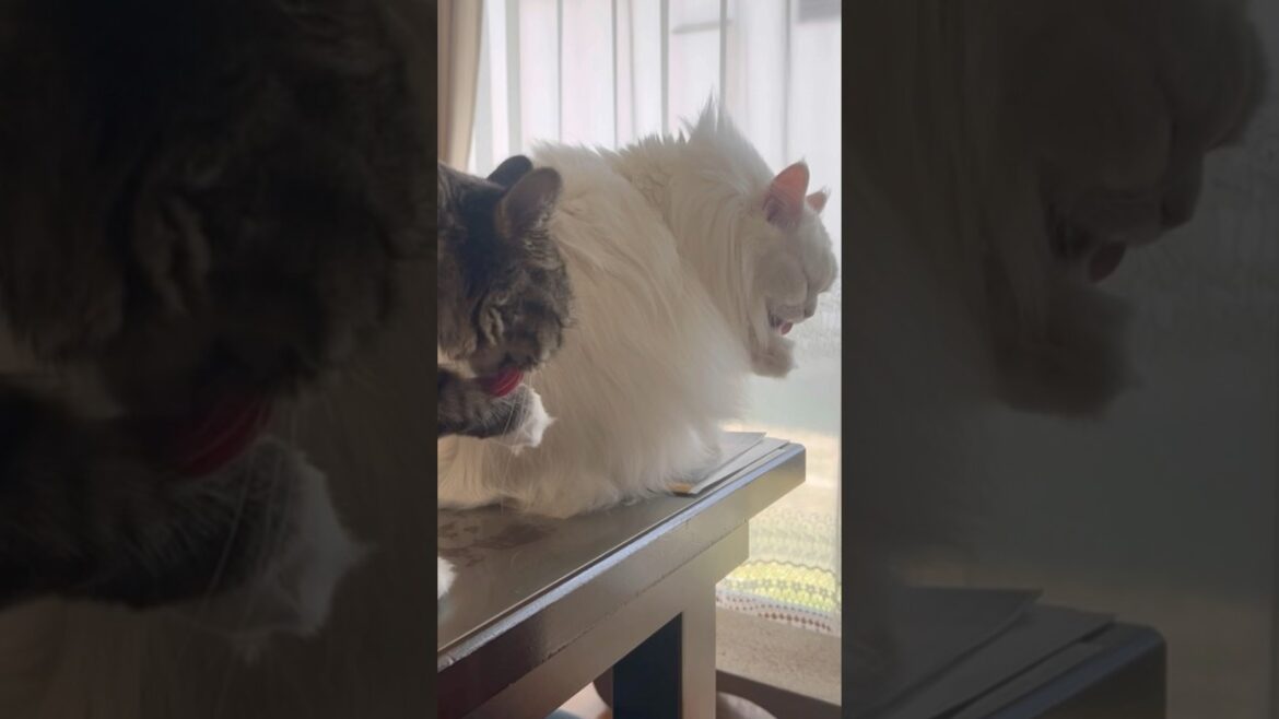 シンクロニャンズ♡ #cats #猫 #保護猫 #野良猫 #サイベリアン #ペルシャ猫 #cat #cats #catlover #catlife #ねこのいる生活 #고양이일상