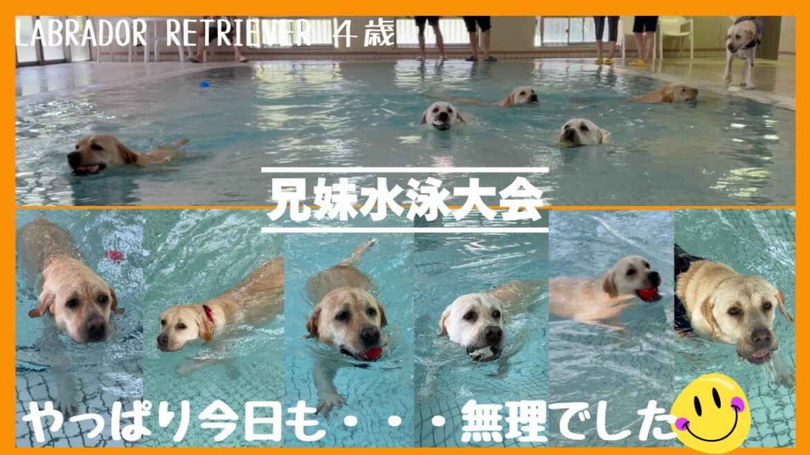 【ラブラドールレトリーバー】水遊び大好き兄妹の水泳大会　今回も集合写真撮影を挑戦してみたけどやっぱり無理でした