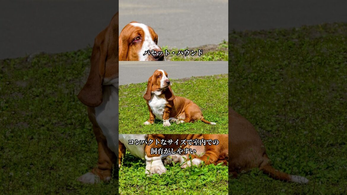 バセット・ハウンド # バセット・ハウンド #ドッグラン  #ペットライフ  #ペット愛好家  #犬 #shorts #short