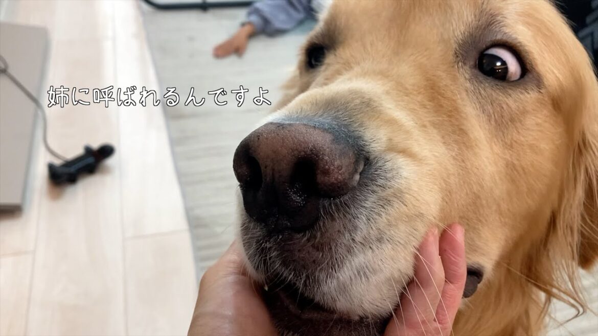 ママと姉、どっちも相手をしてあげなきゃで大変な愛犬w