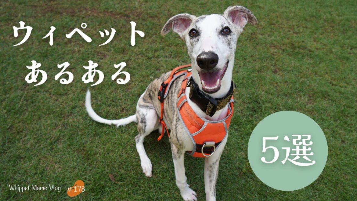 ウィペットの性格？癖？大変？ウィペットの特徴を5つ紹介します。　#178