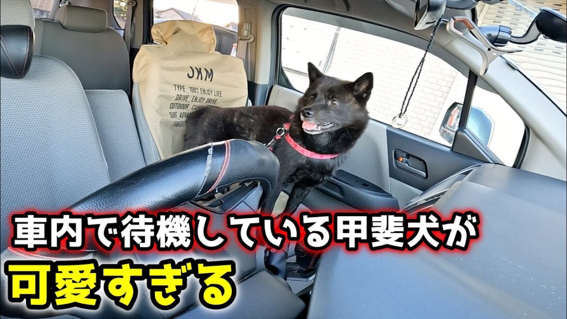 甲斐犬って猛犬？ほんとに？【甲斐犬一休と猫のしずく】#Shorts