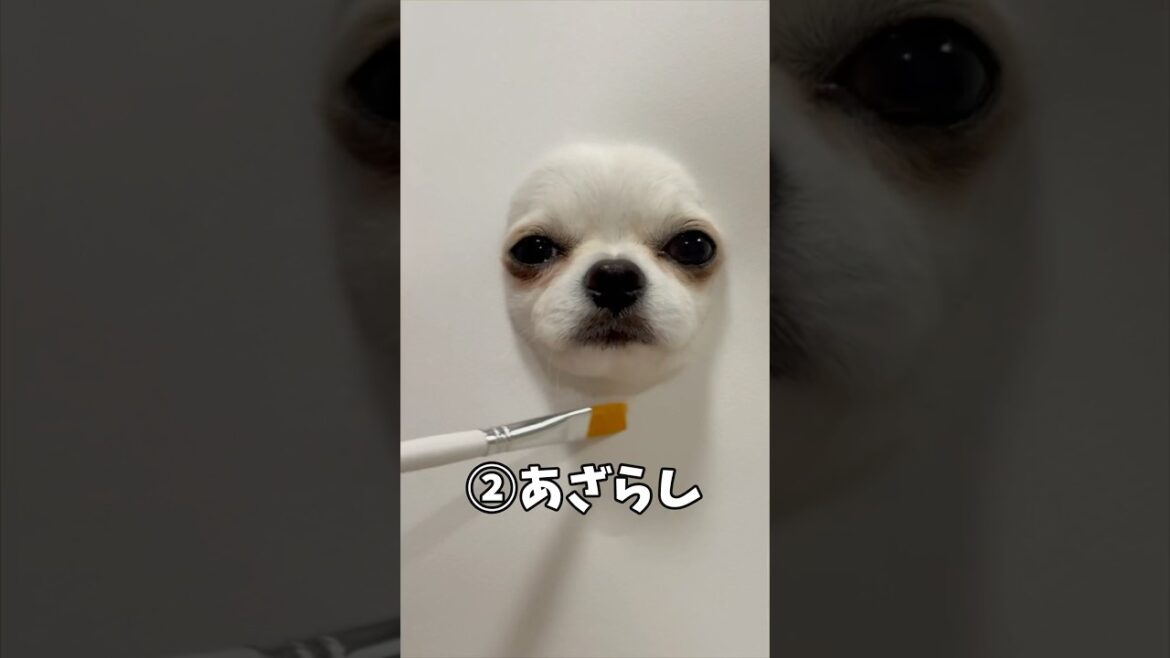 胴体描くの難しかった💦#チワワ #犬のいる生活