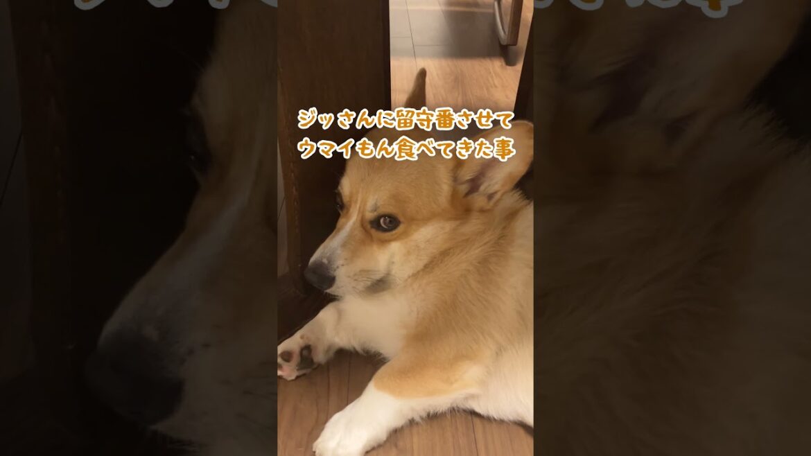 外食から帰ると静かにキレるジッさんが待っていた #コーギー #ジッさん #corgi #愛犬 #柯基　#코기