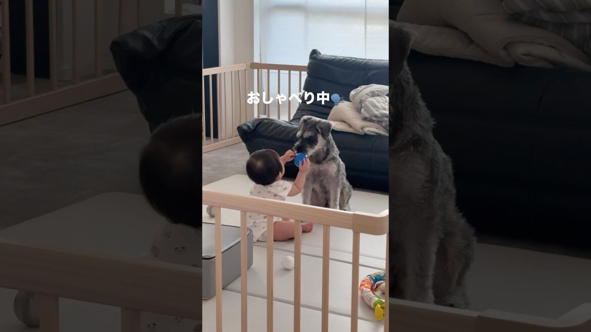 赤ちゃんとおしゃべりするミニチュアシュナウザー#ミニチュアシュナウザー #miniatureschnauzer