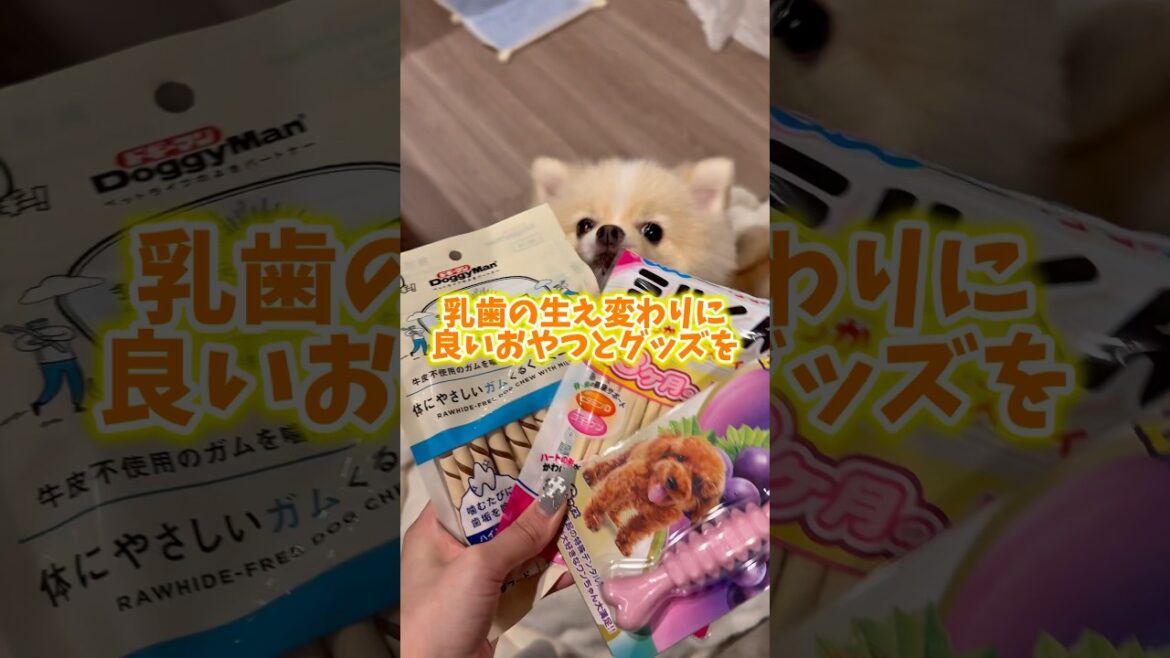 いつもコメントありがとうございます😳デンタルグッズ🦷買ってきました🛍️#ポメラニアン #pomeranian #癒し #dog #可愛い #犬のいる生活 #funny #子犬#愛犬#夏休み