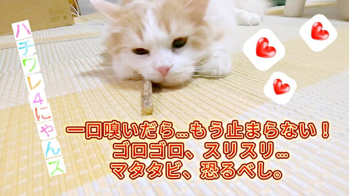 マタタビ、恐るべし。#ねこねこた #cat #ねこのいる暮らし