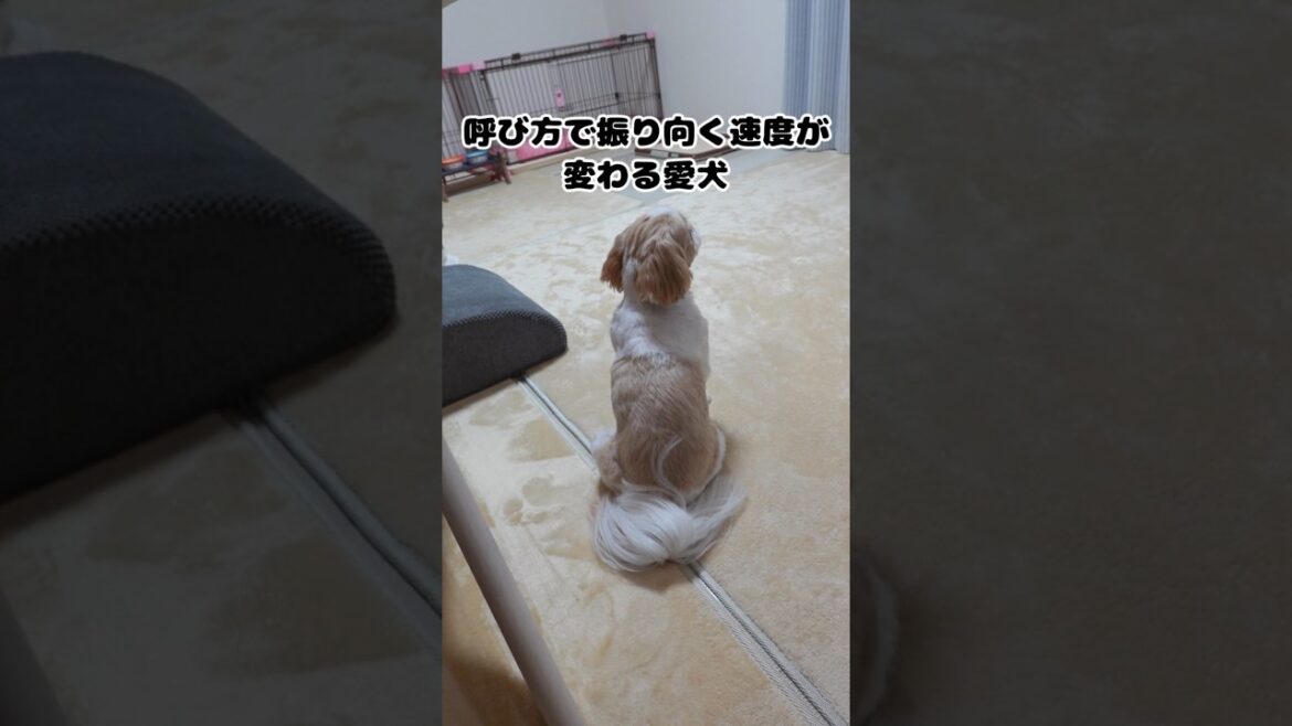 【姉犬】呼び方で振り向く速度が変わる愛犬【シーズー】