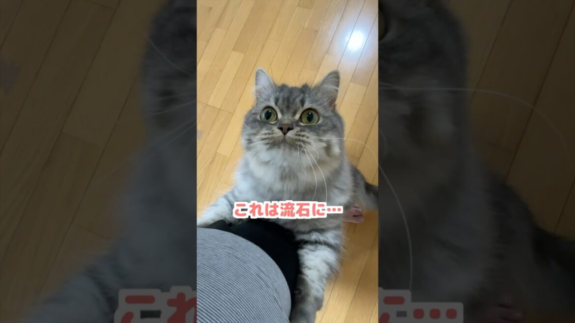 甘えん坊が仇になってしまった猫がこちらですw  #猫 #ねこ #ネコ #マンチカン #ねこのいる生活 #猫のいる暮らし #猫好きさんと繋がりたい #猫動画 #shorts #cat