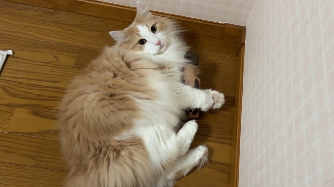 【ルクキック‼︎‼︎】たぬきさんを見失っちゃった、ノルウェージャンフォレストキャットがかわいいwww 【ルクキック‼︎‼︎】たぬきさんを見失っちゃった、ノルウェージャンフォレストキャットがかわいいwww