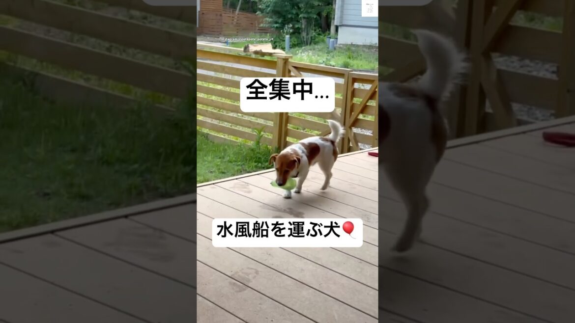 めっちゃ考えてる‼️真剣な犬が面白い😂　#犬　#かわいい犬 #面白い　#犬のいる暮らし #ジャックラッセルテリア