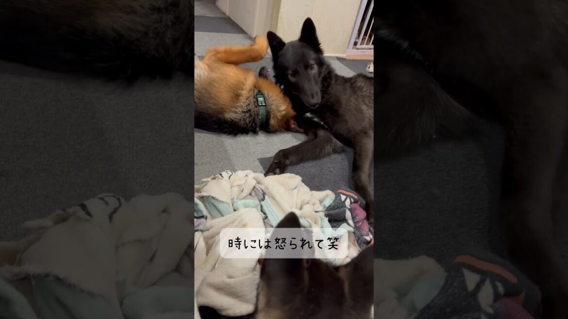ティアの成長#shorts #ウルフドッグ#ジャーマンシェパードドッグ #パピー