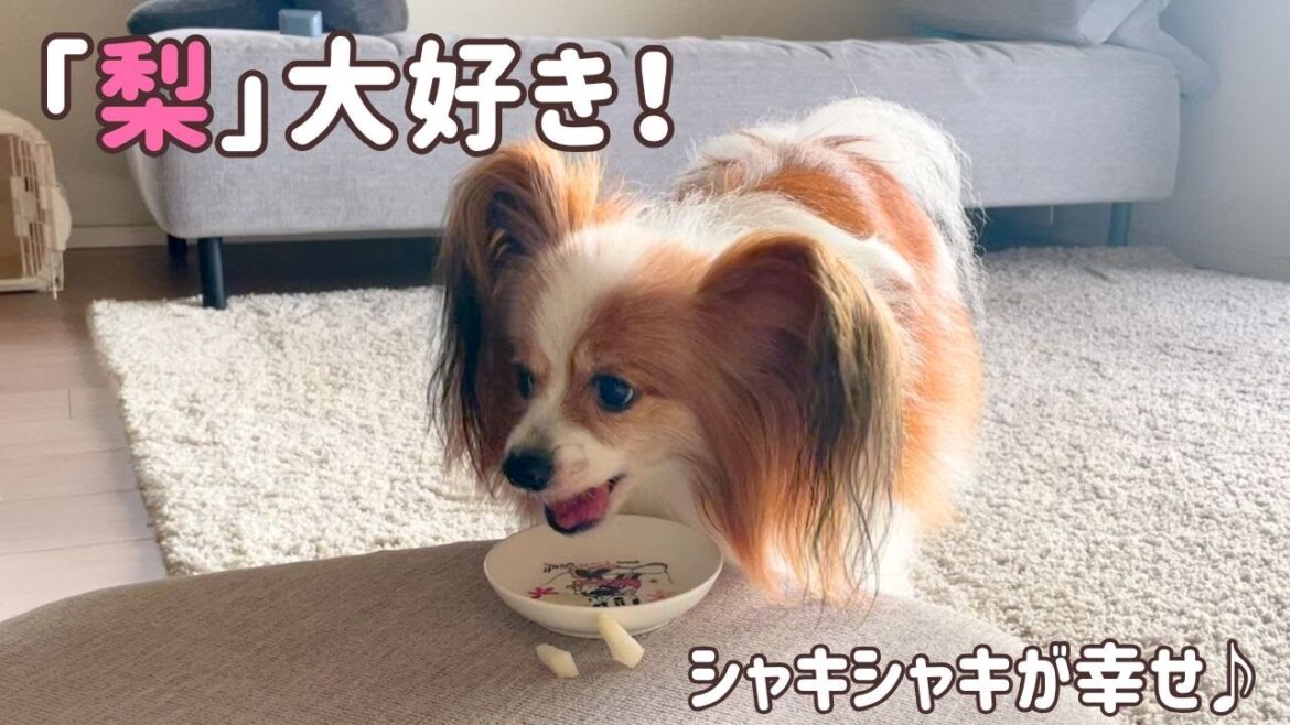 梨に夢中すぎるパピヨン！甘くてシャキシャキ♪ 梨を食べる犬の幸せな顔【もなか日記】