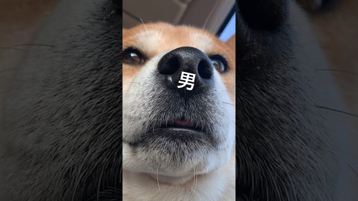 イケメンを襲う試練 #柴犬 #柴犬こむぎ #三浦半島