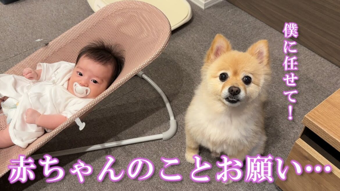 ワンオペ育児を手伝ってくれる心優しいポメラニアン