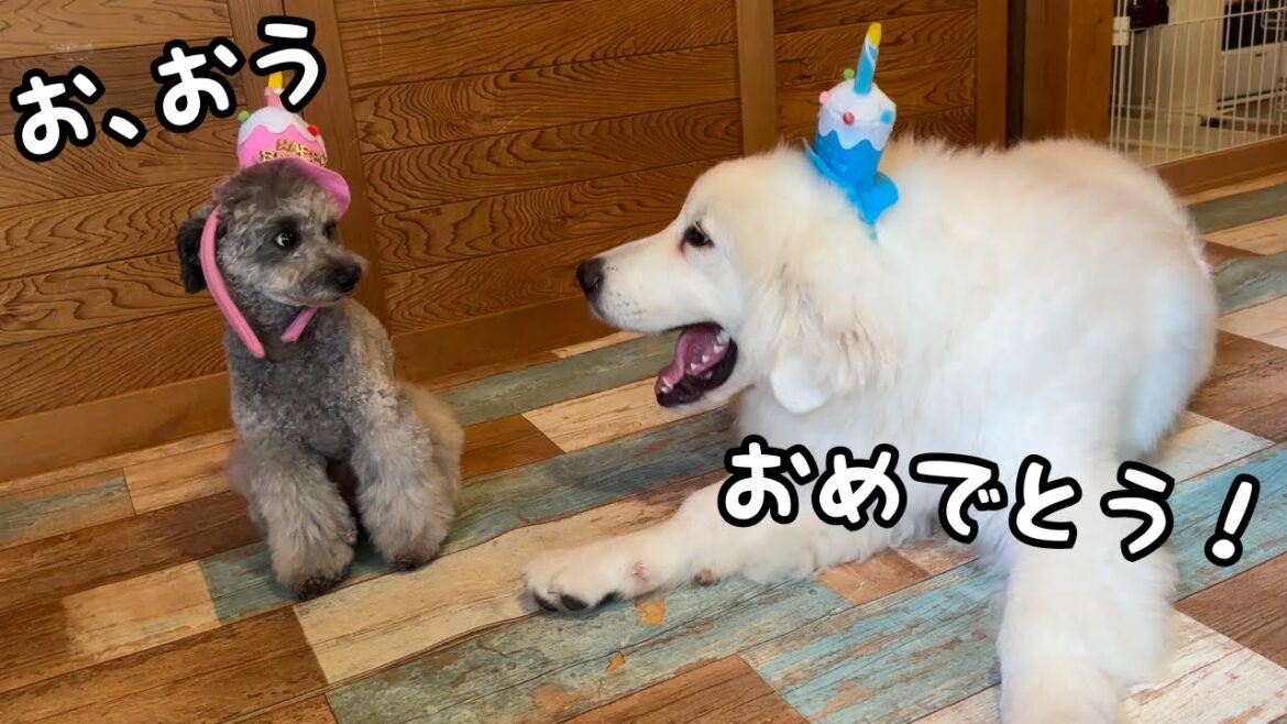 【祝♡】14倍長く生きている狂犬の誕生日を生後５ヶ月の子犬が祝ってくれたんですが…笑｜グレートピレニーズ&オールドイングリッシュシープドッグ&トイプードル