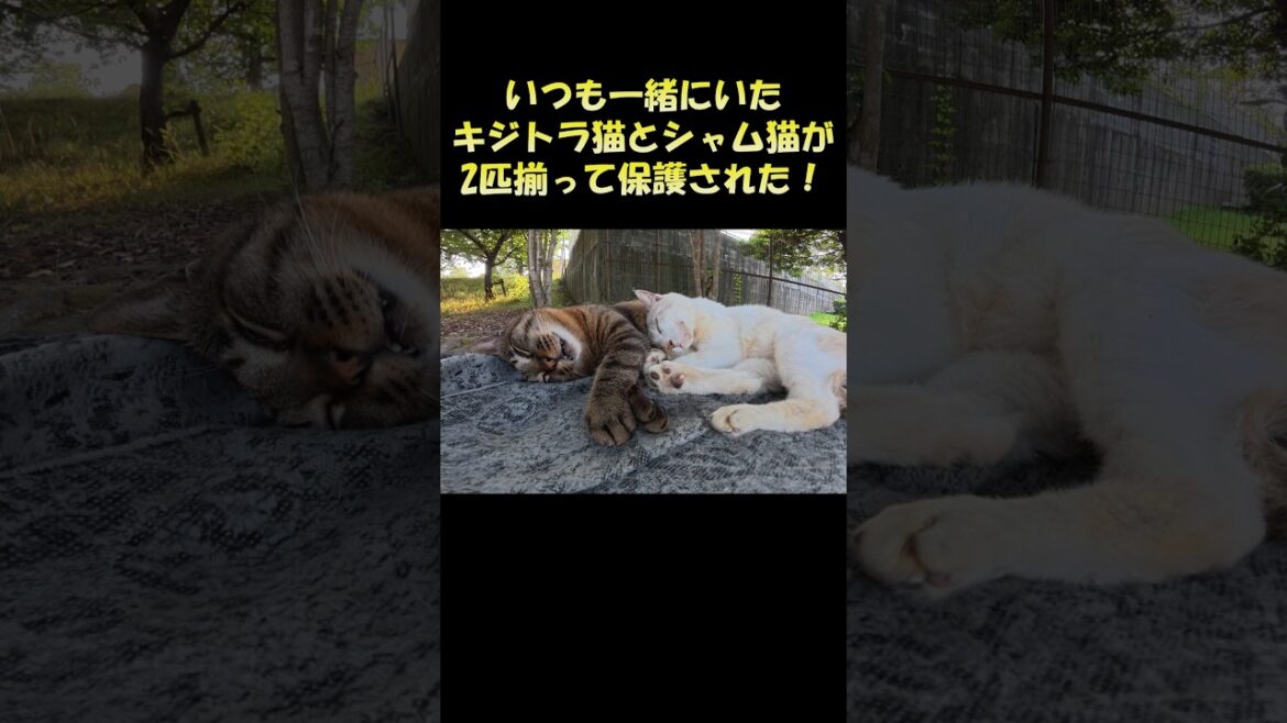 いつも一緒にいたキジトラ猫とシャム猫が2匹揃って保護された！ #猫 #ねこ #cat