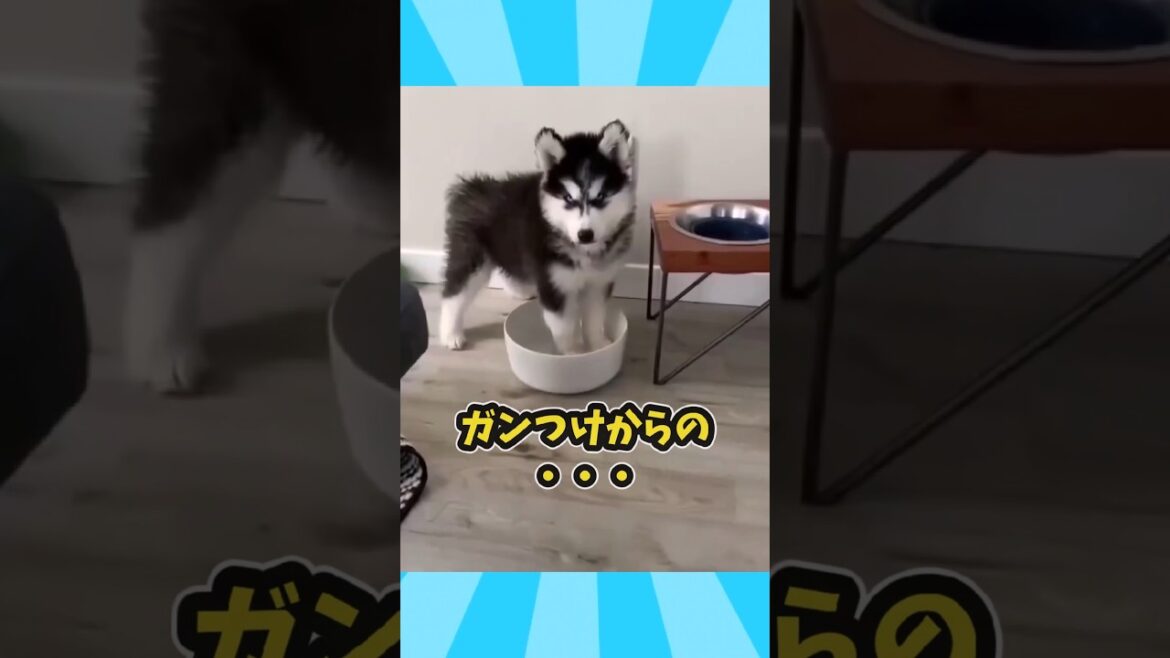ハスキーさんの動画見て笑ったら寝ろwww　#ハスキー #笑える #大型犬のいる生活 #大型犬 #元気になる動画