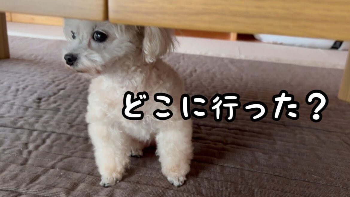 頑張ってお留守番したけど…やっぱりママが恋しいトイプードル