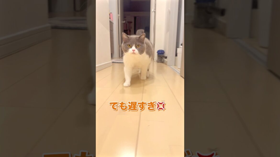 感動な再会#猫 #ブリティッシュショートヘア #猫癒し
