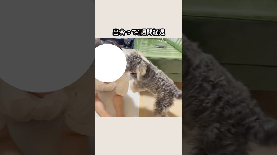 もじゃもじゃ犬、ついに飼い主が気になる！#ミニチュアシュナウザー #かわいい#schnauzer #dog #shorts