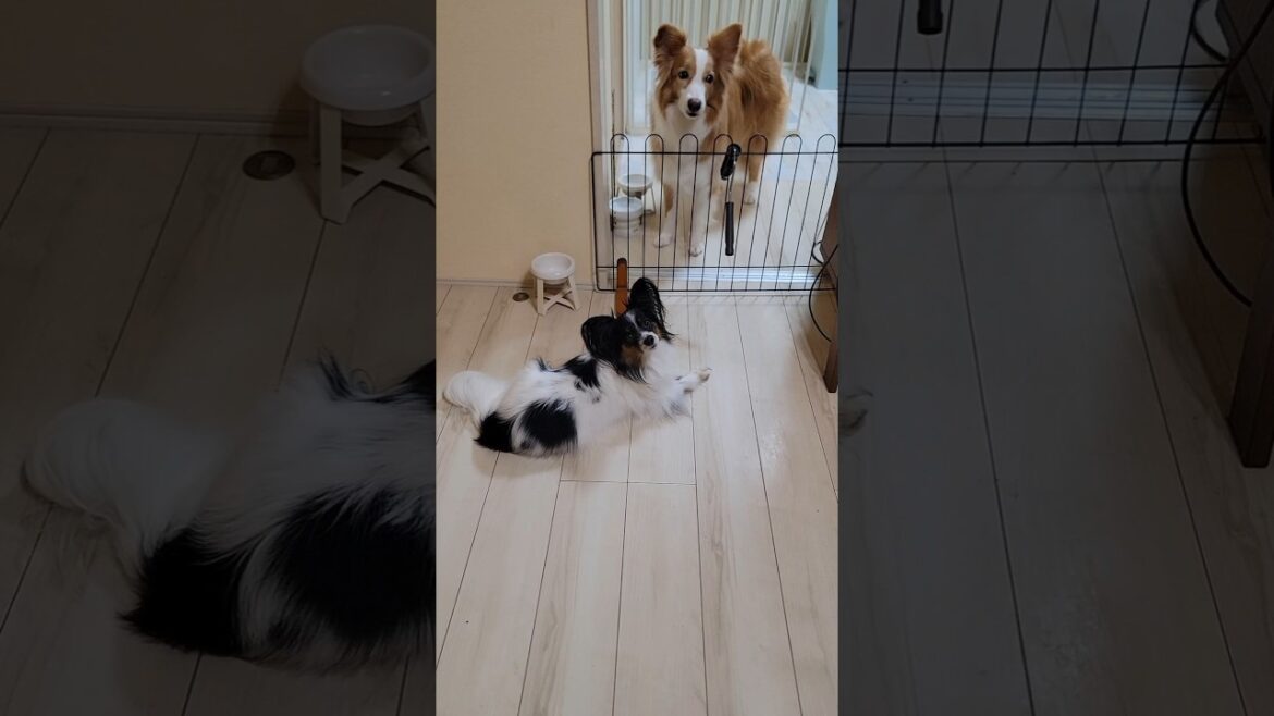 妹ボーダーコリーより賢い姉のパピヨンw