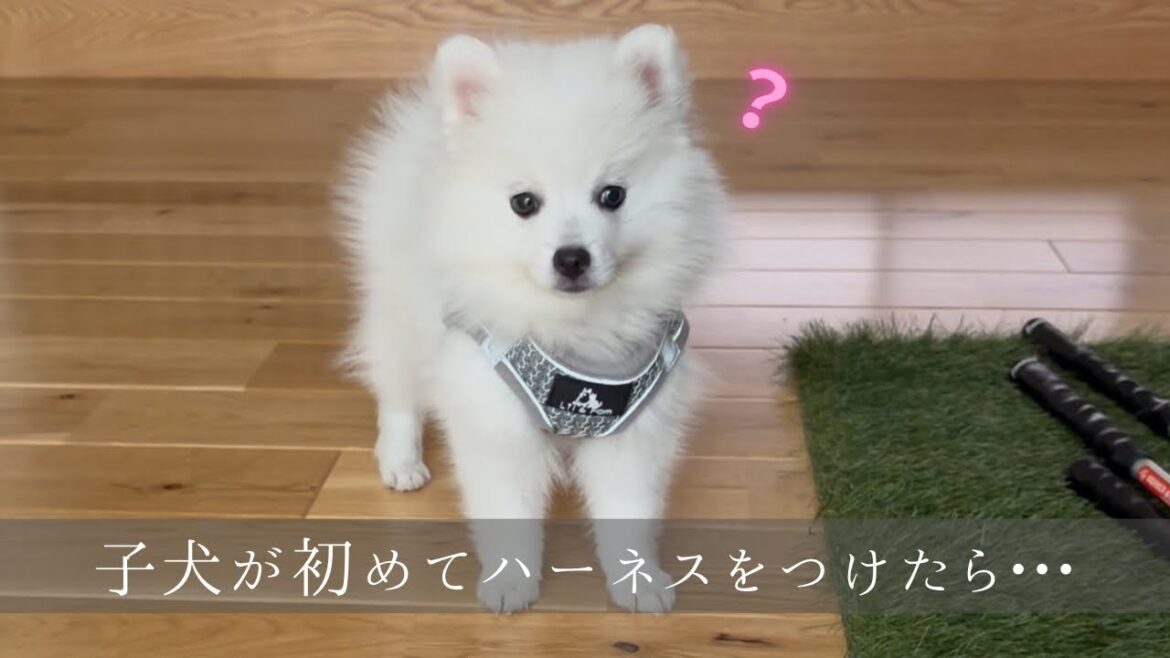 子犬の初ハーネスが面白くて可愛かった【初散歩も】