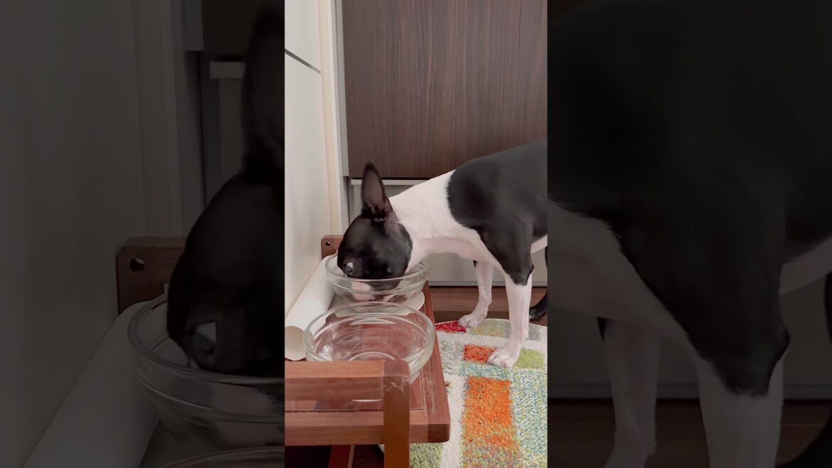 おはよう！メルの朝ごはん #ボストンテリア #ボステリ #bostonterrier
