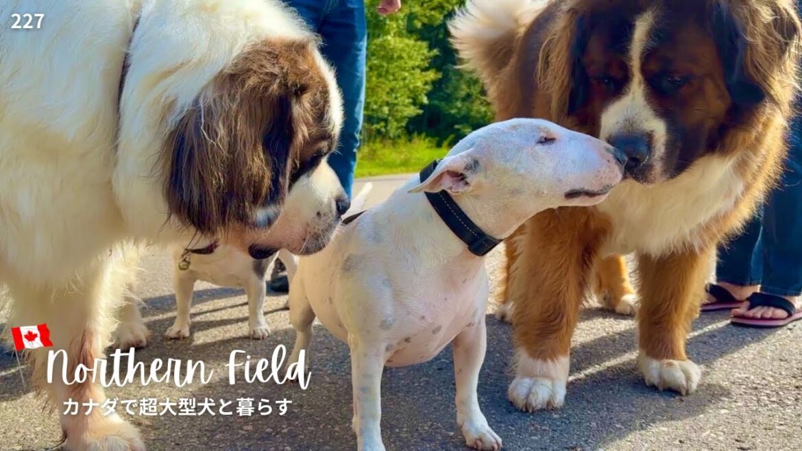 ドッグパーク再トライ【超大型犬とカナダで田舎暮らし】
