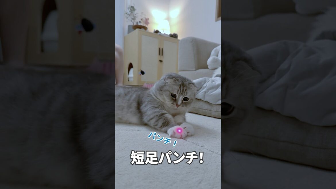 光を捕まえたいマンチカンの短足パンチ👊