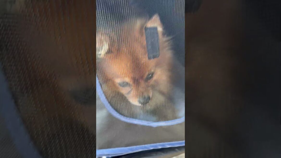 Pomeranian in stroller