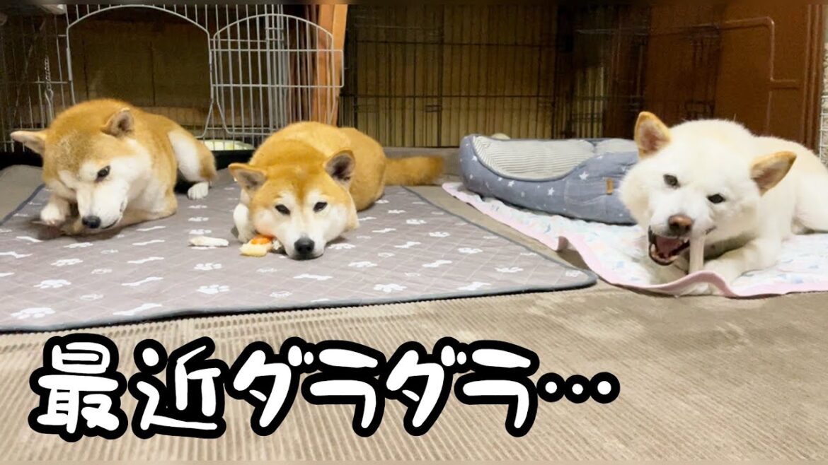 柴犬たちはいつも以上に最近ダラダラしています♪そんな姿も可愛いですよ