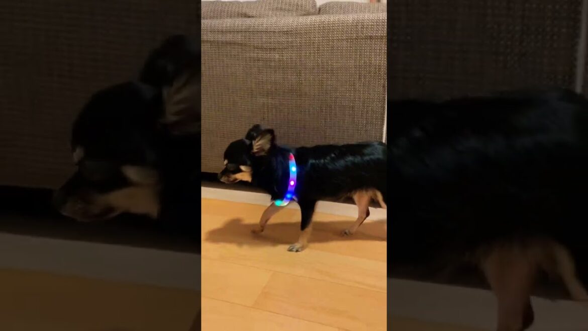 かわいい犬|ロングコートチワワのウルくん【これはもしかして…エレクトリカルウルくん～キラキラ✨】