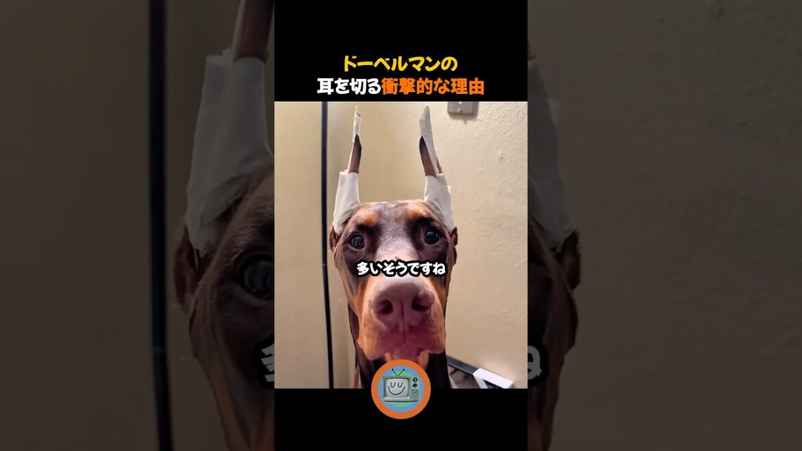 ドーベルマンの耳を切る衝撃的な理由