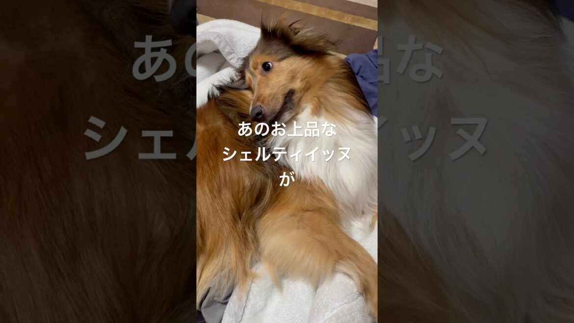 この目線の先には、、、#shorts #もふもふ兄弟犬 #シェルティ#日本スピッツ #子犬