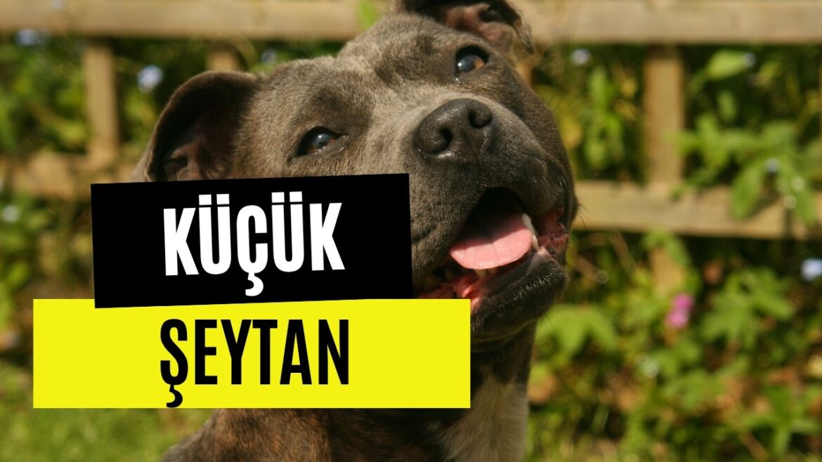 İngiliz Staff, İngiliz Staffordshire Bull Terrier Nasıl Bir Köpek? Alırsam Neyle Karşılaşırım?