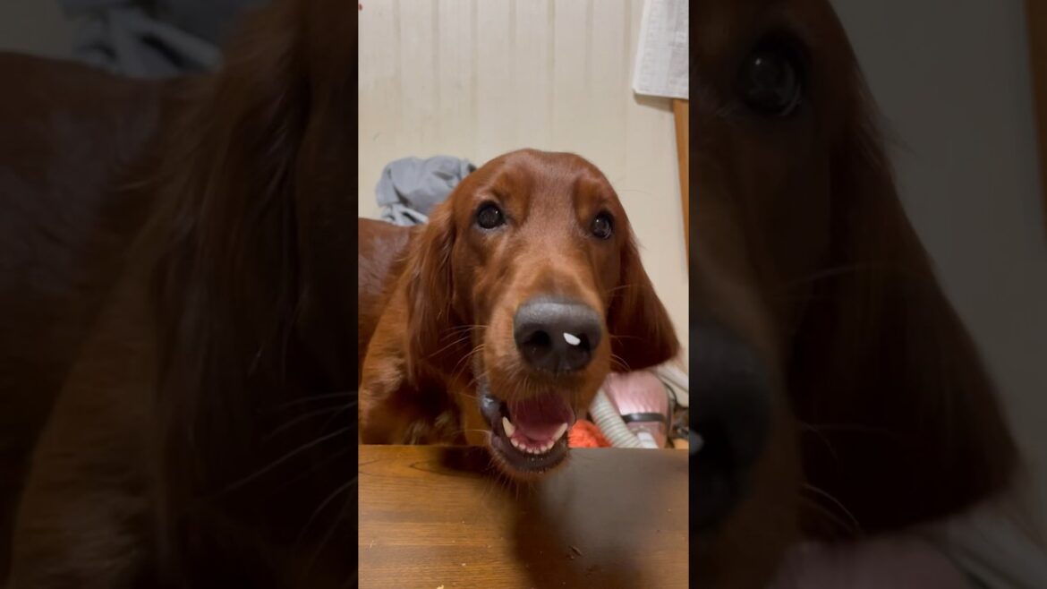 【盗み食い】ご飯泥棒🍚 #dog #いぬ #irishsetter #アイリッシュセター #アイリッシュセッター #盗み食い #멍스타그램 #강아지 #반려견