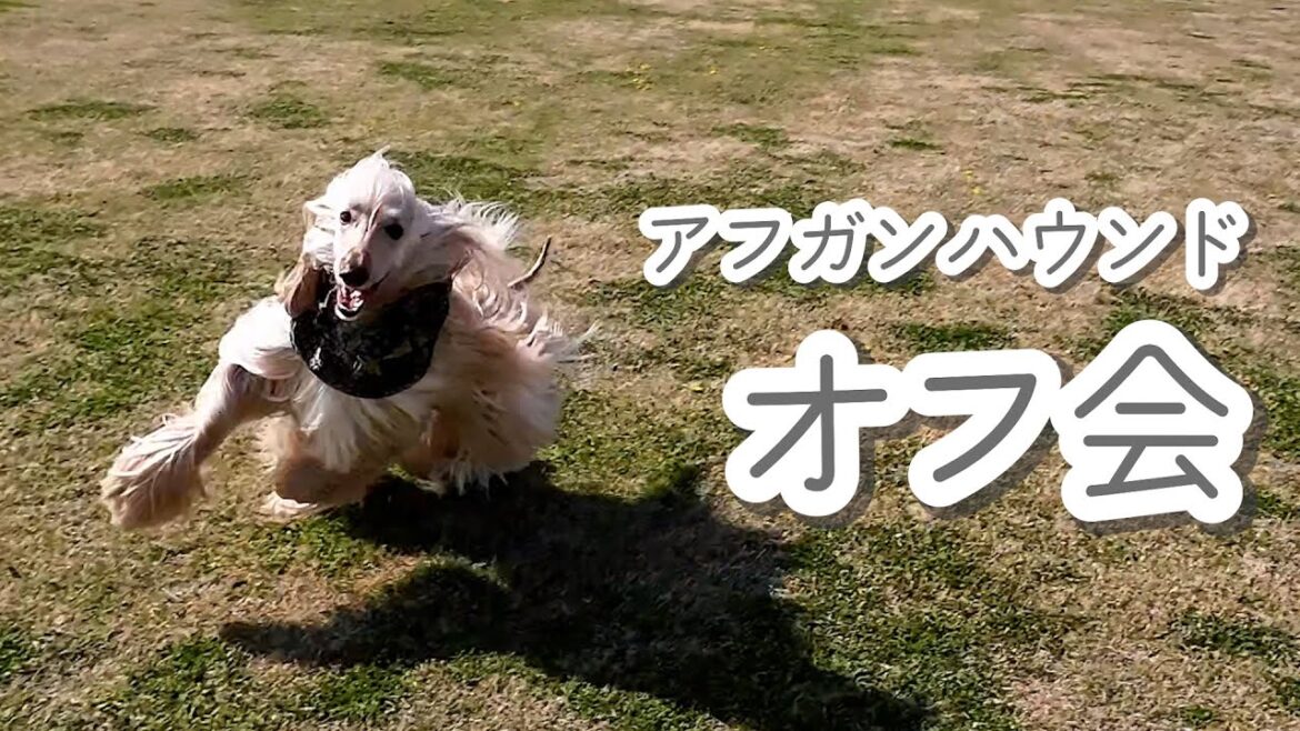 オフ会に参加してきた【アフガンハウンド】　#アフガンハウンド　#犬