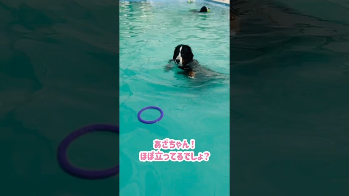 今年初プール‼️…なぜか立ってるバーニーズ🐾